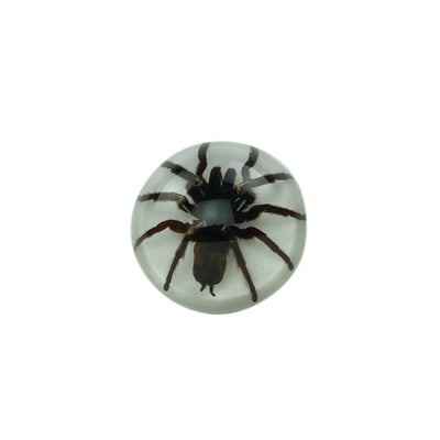 Tarantula Paperweight-Souvenir-So El Paso